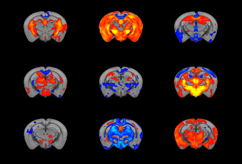 Grid of nine mri scans of mouse brains.