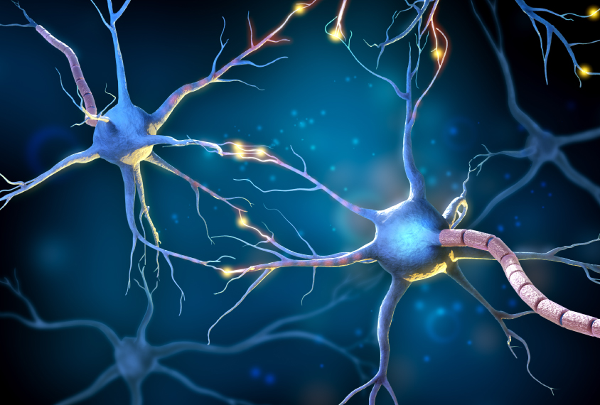 Illustration of multipolar neurons.