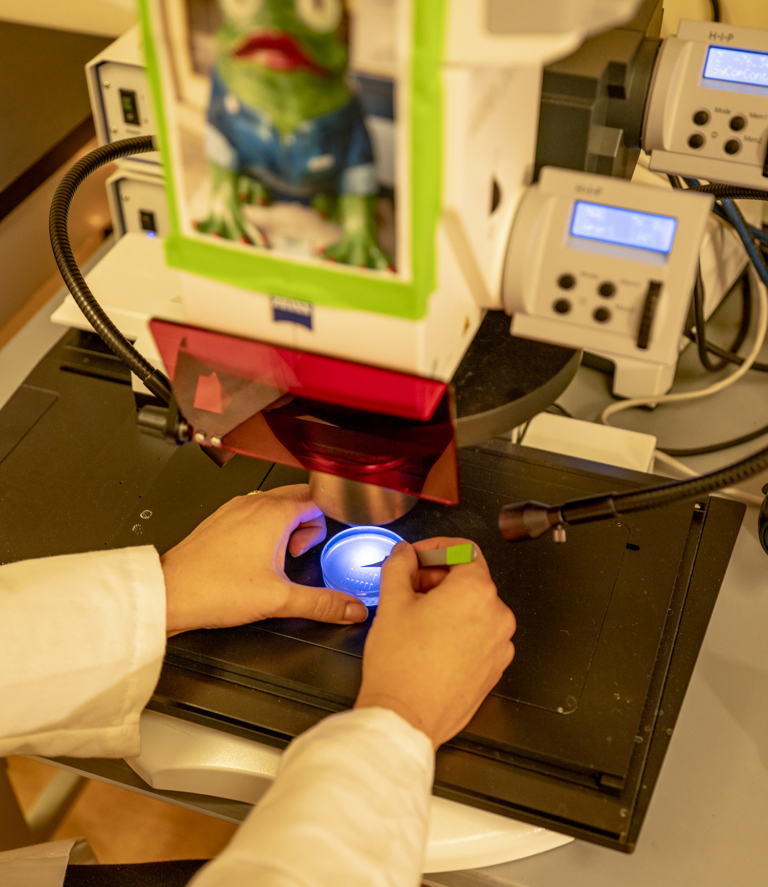 Helen Willsey works in her lab.