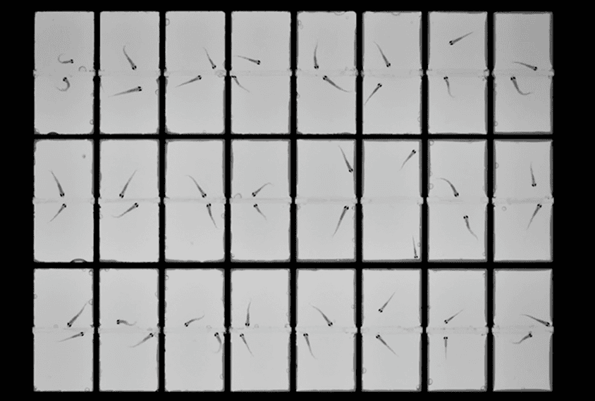 Zebra Social Pattern Zebrafish social behavior swims into mainstream | The Transmitter ...