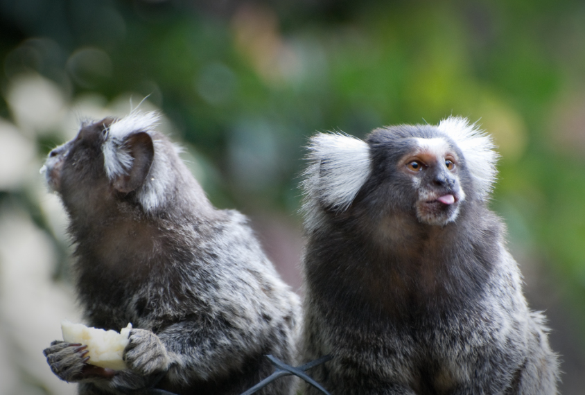 Two marmosets looking in different directions.