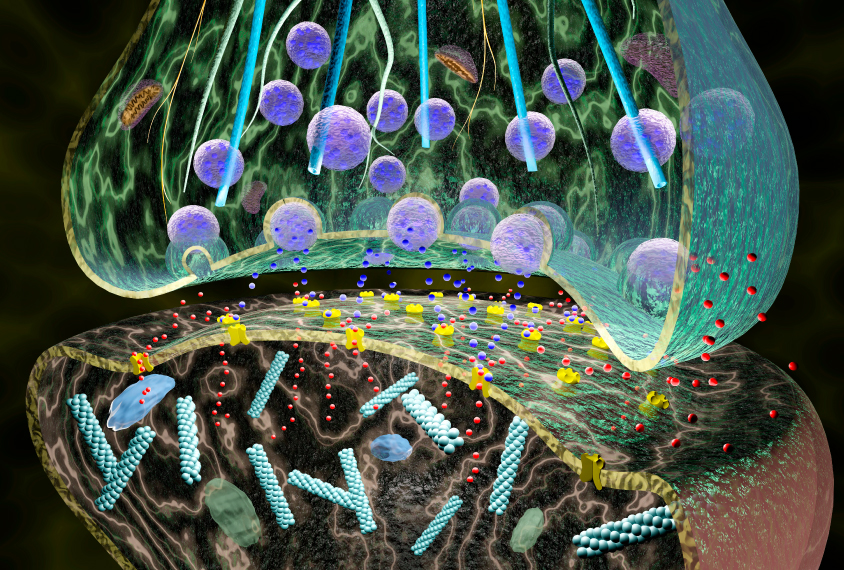 lllustration of the junction between two nerve cells.