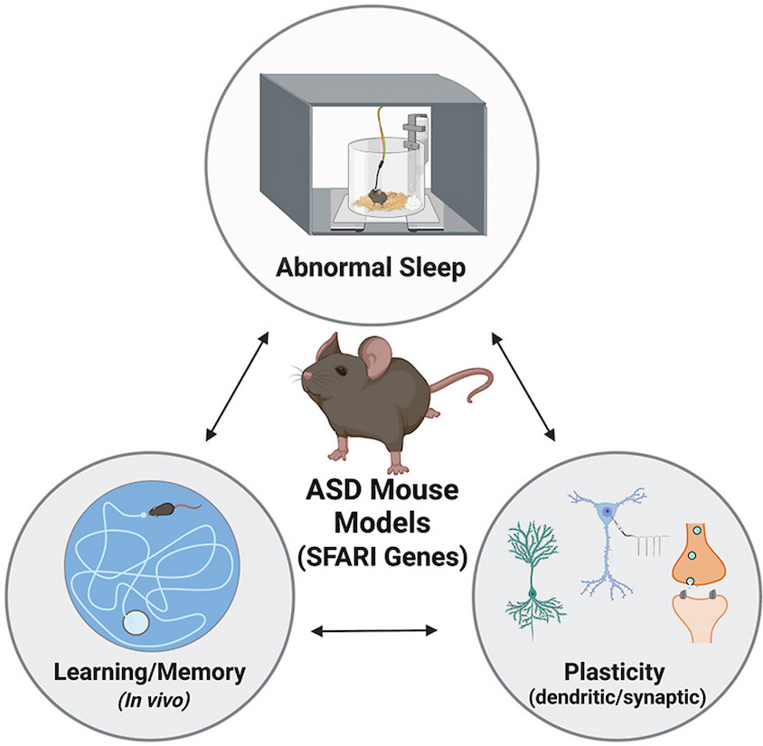A diagram describes the characteristics of ASD mouse models.