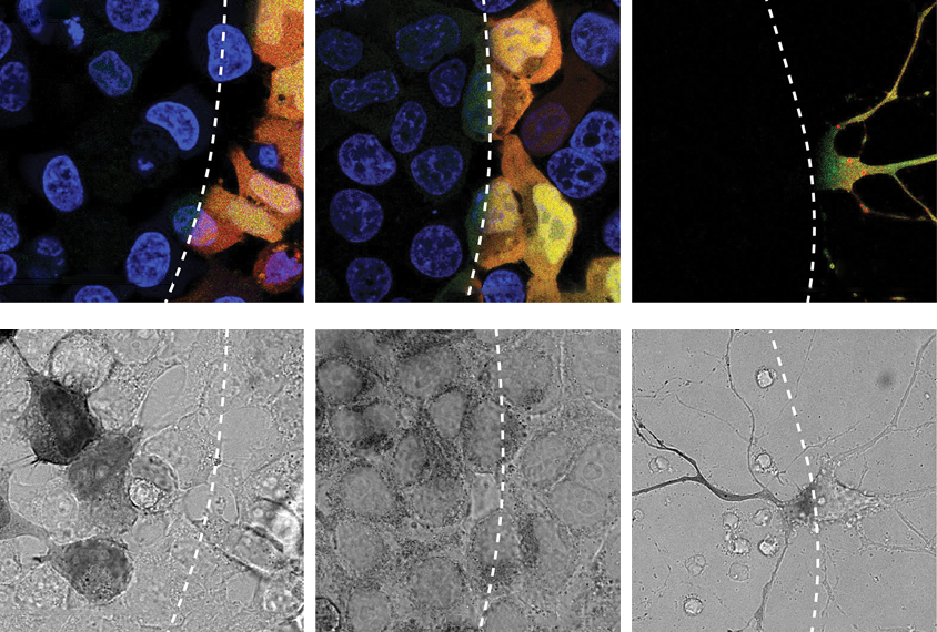 Figure shows cultured human kidney cells and cultured rat cortical neurons responding to light exposure.