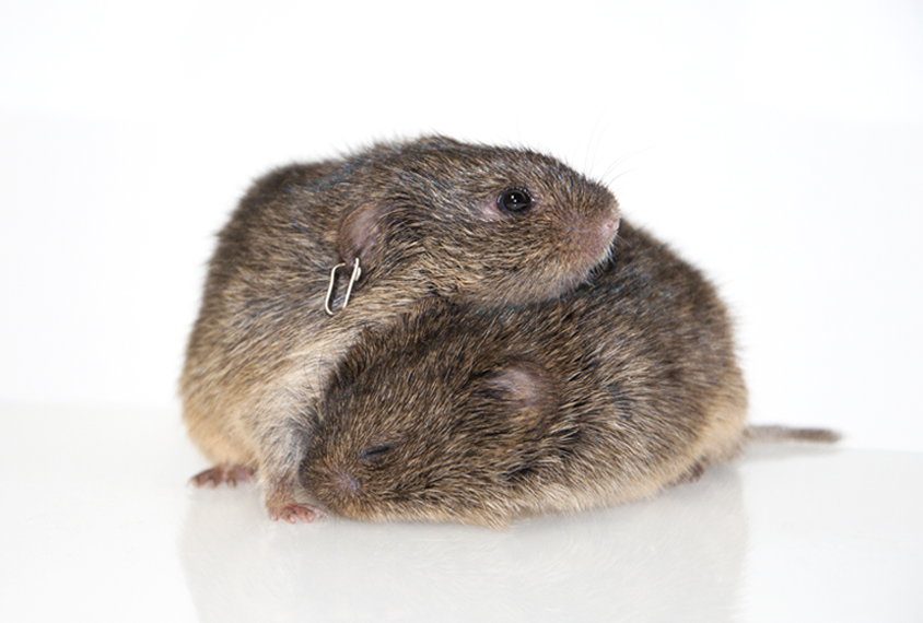 Two adult prairie voles snuggle.