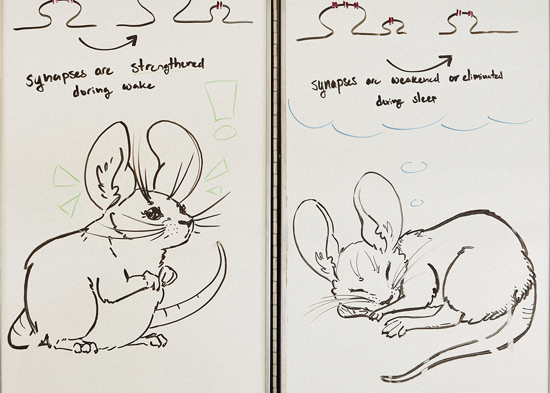 Two doodles of mice, one awake and one asleep, on a whiteboard.