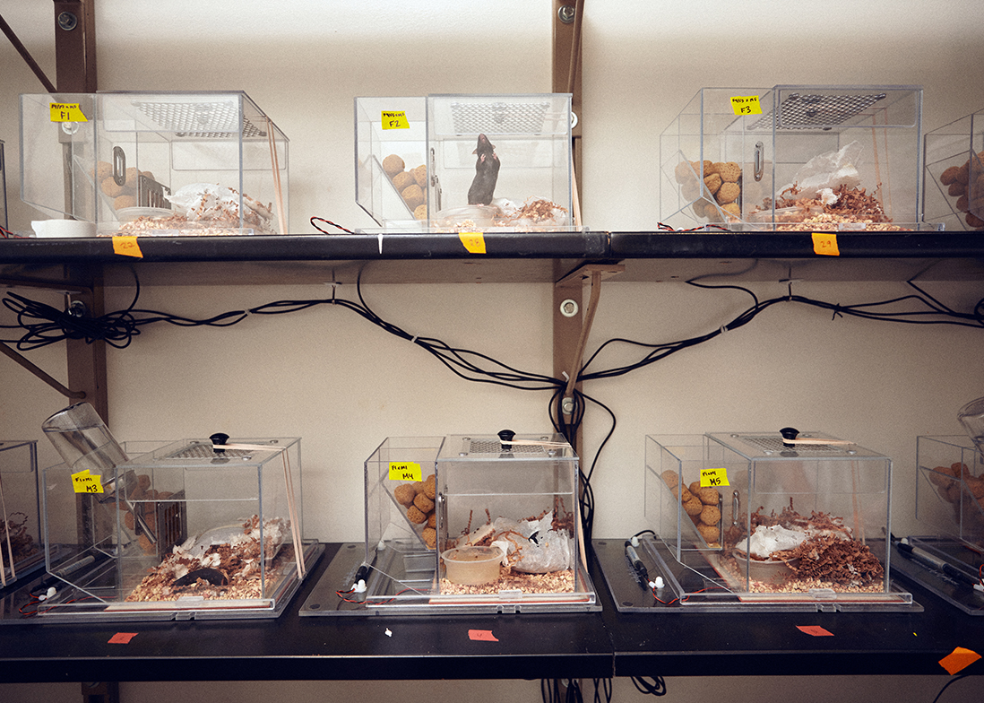 Rows of clear plastic cages house mice in Graham Diering's lab.