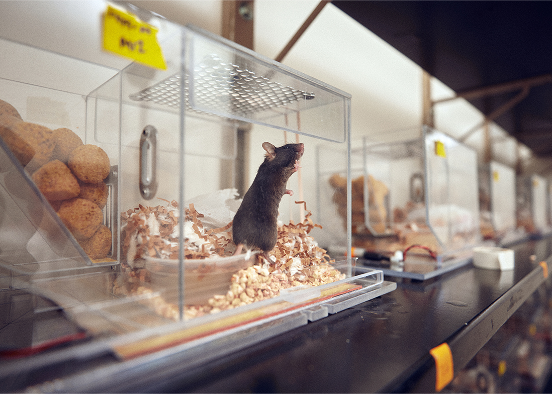 A mouse leans up against the clear wall of its cage.