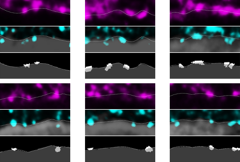 Research image showing the impact of a gene mutation on a synapse.