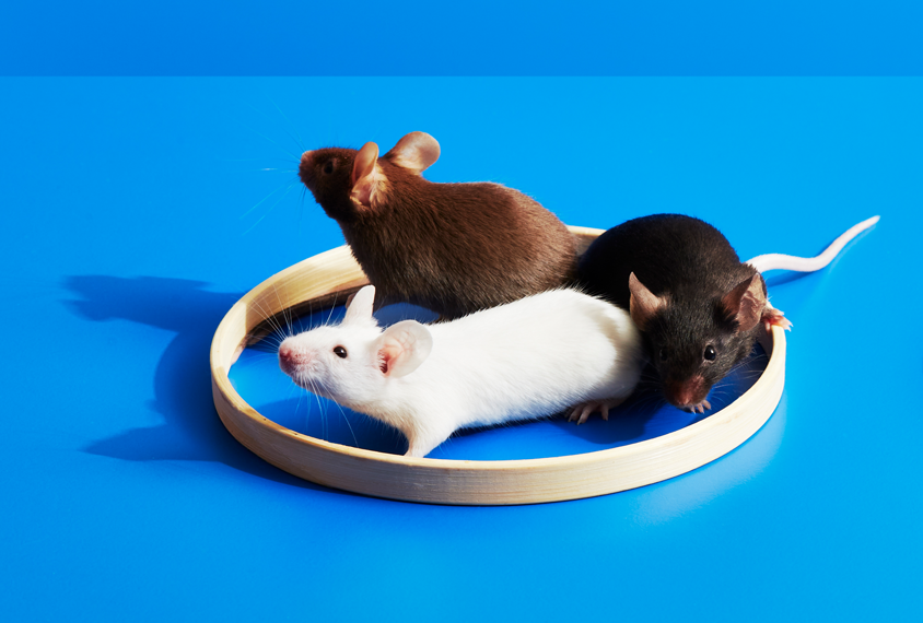 A white mouse, brown mouse and black mouse stand inside a wooden circle against a blue background.
