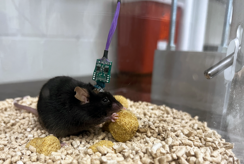 Picture of a caged mouse with an EEG implanted.
