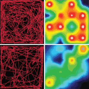 Research image: red paths over a black background display overactive mouse behavior, and a heatmap-like image shows overactive mouse neuron behavior; both are calmed by the drug lamotrigine.