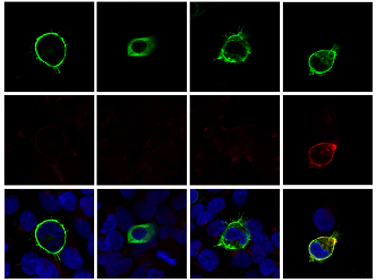 Images of antibodies in the cell membrane