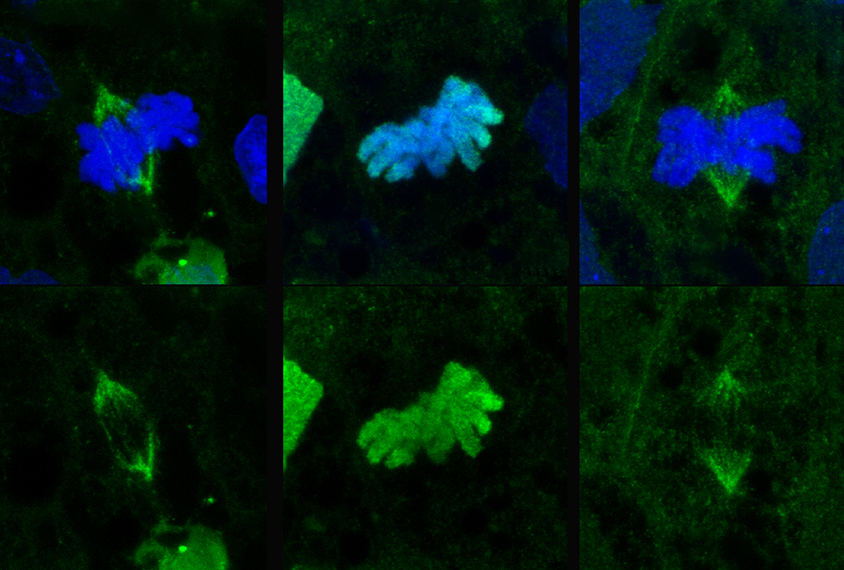 Research image of the protein CHD2.