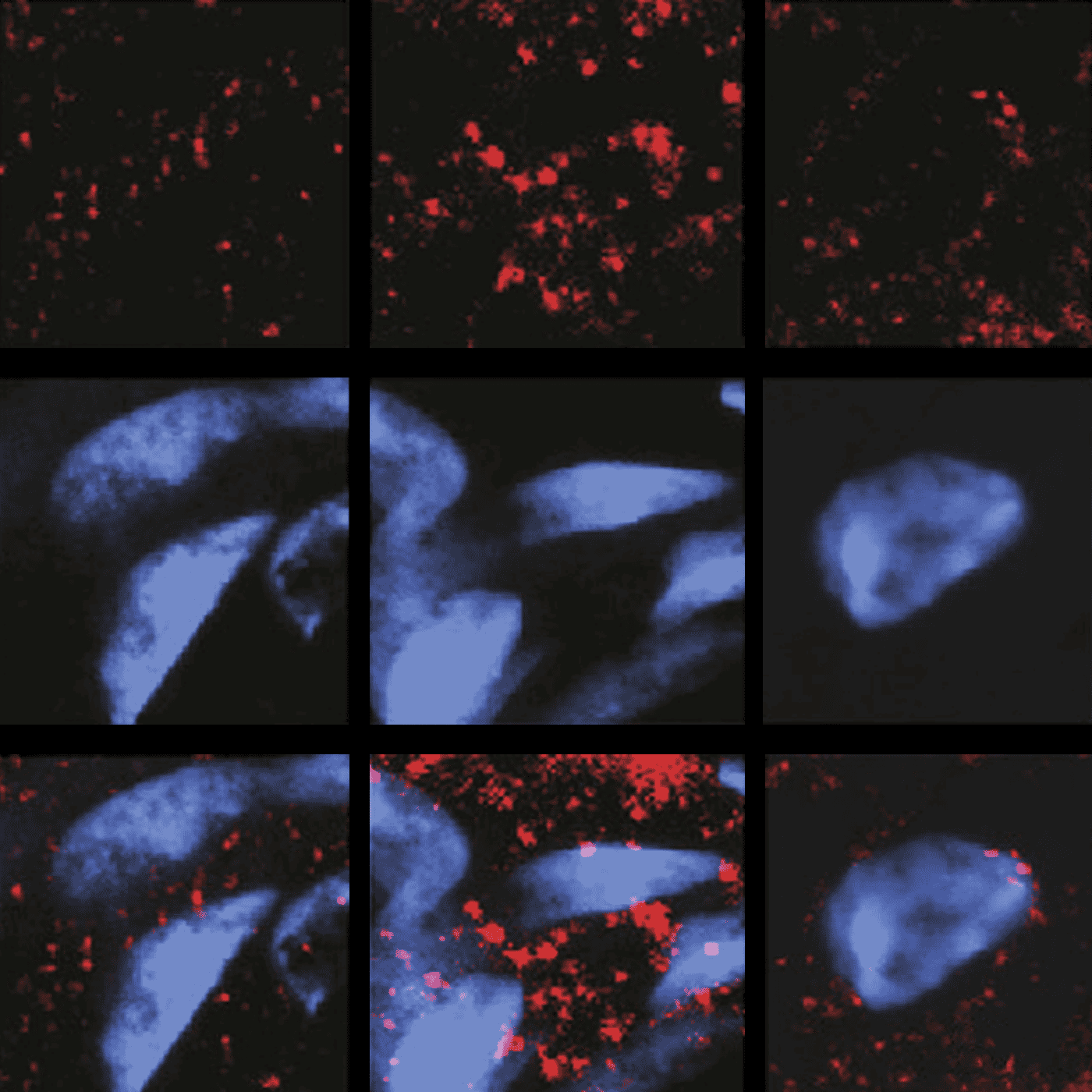 Cannabis compound rebalances signaling to quell seizures in mice episode artwork