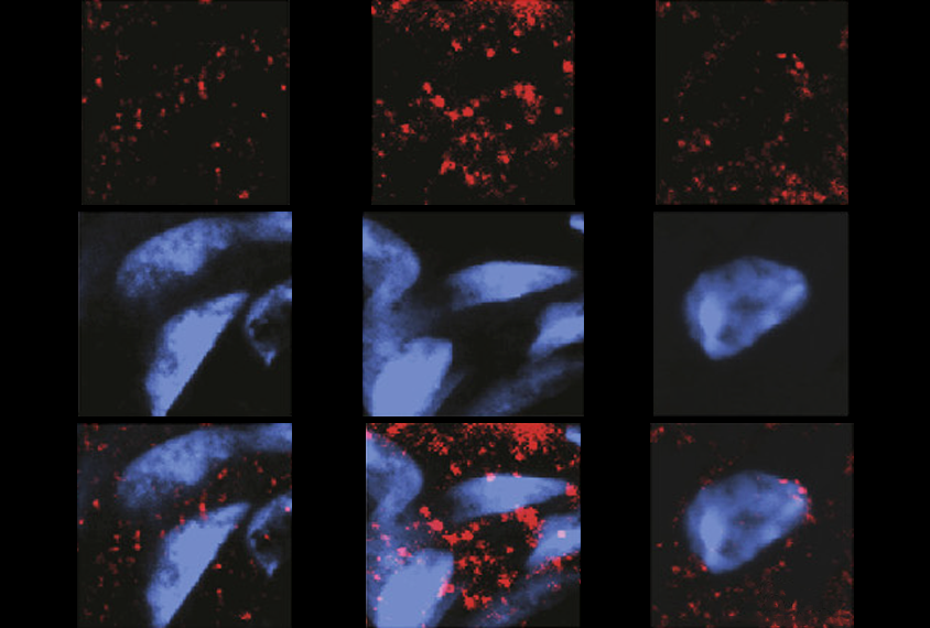 Research image of cultured neurons.