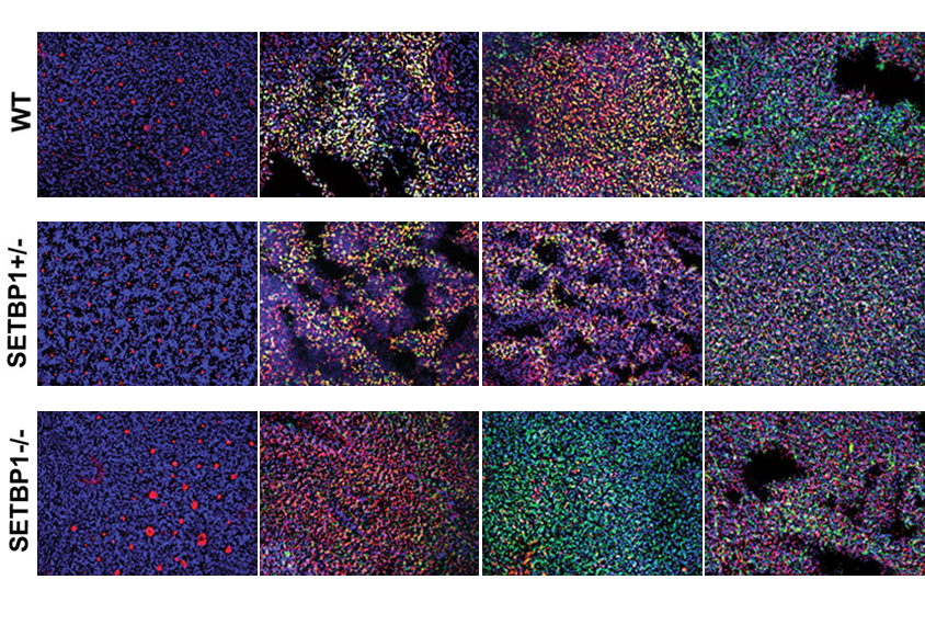 Research image of neural progenitor cell cultures.