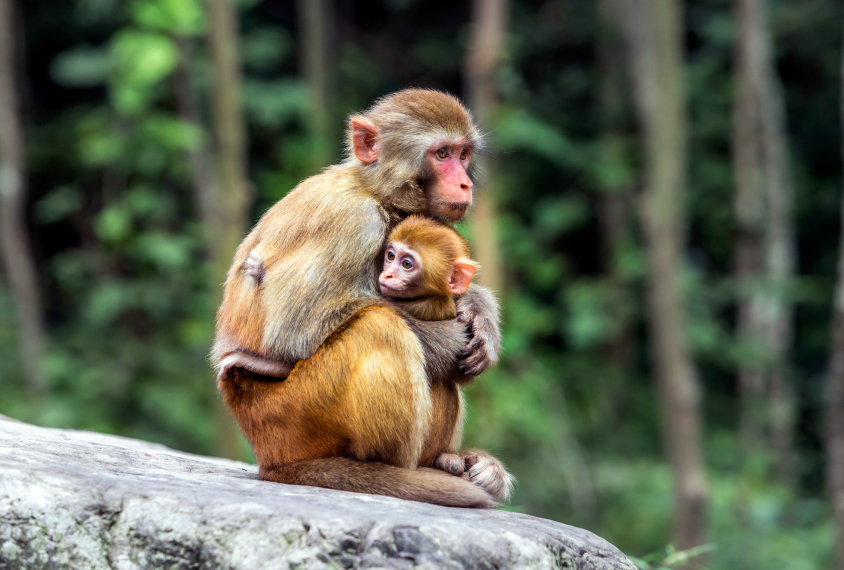Mother and child rhesus macaque monkeys.