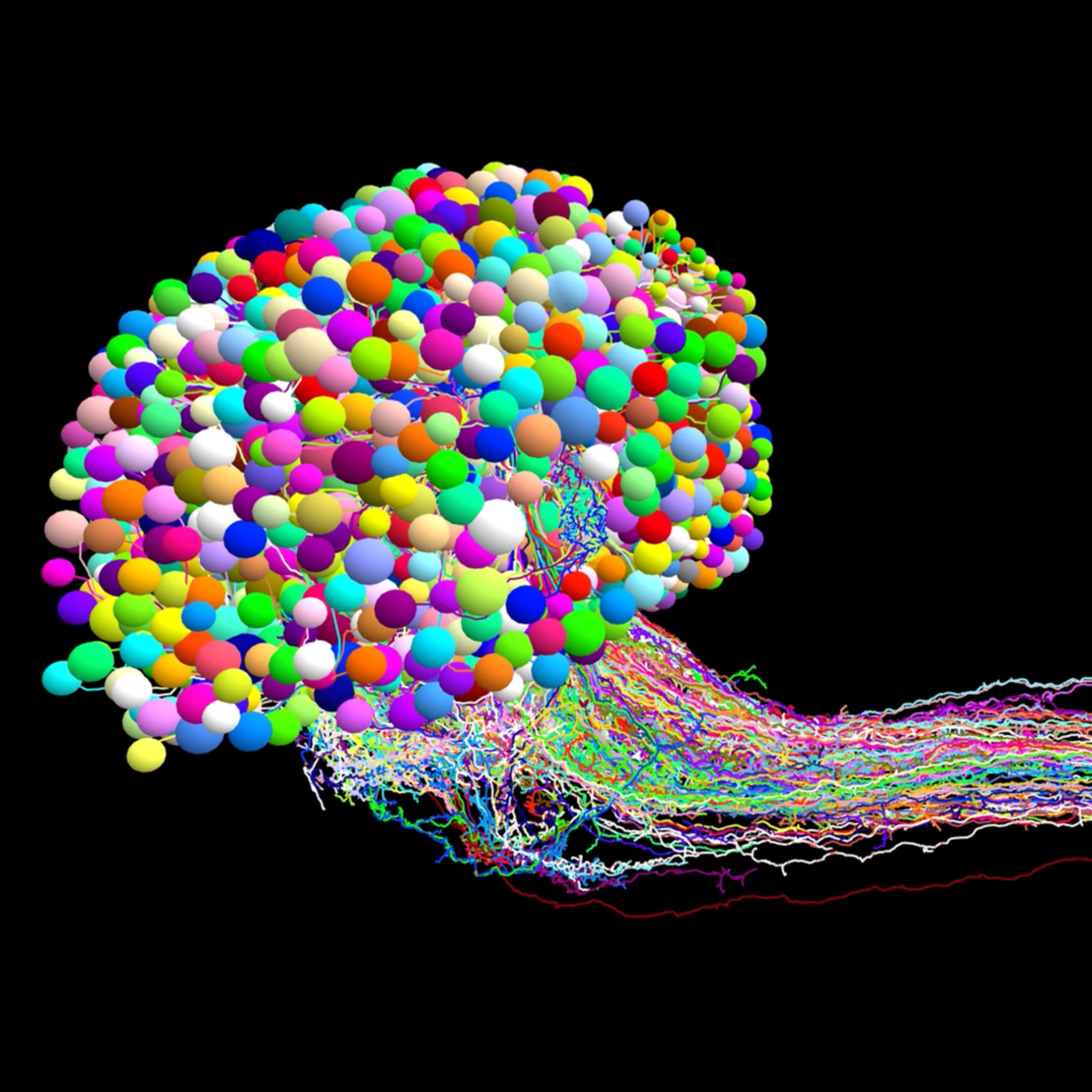 Wiring map reveals how larval fruit fly brain converts sensory signals to movement episode artwork