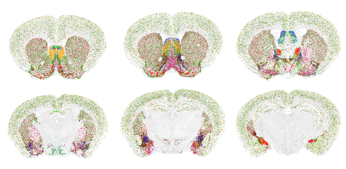 Six cross-sections of mouse brains.