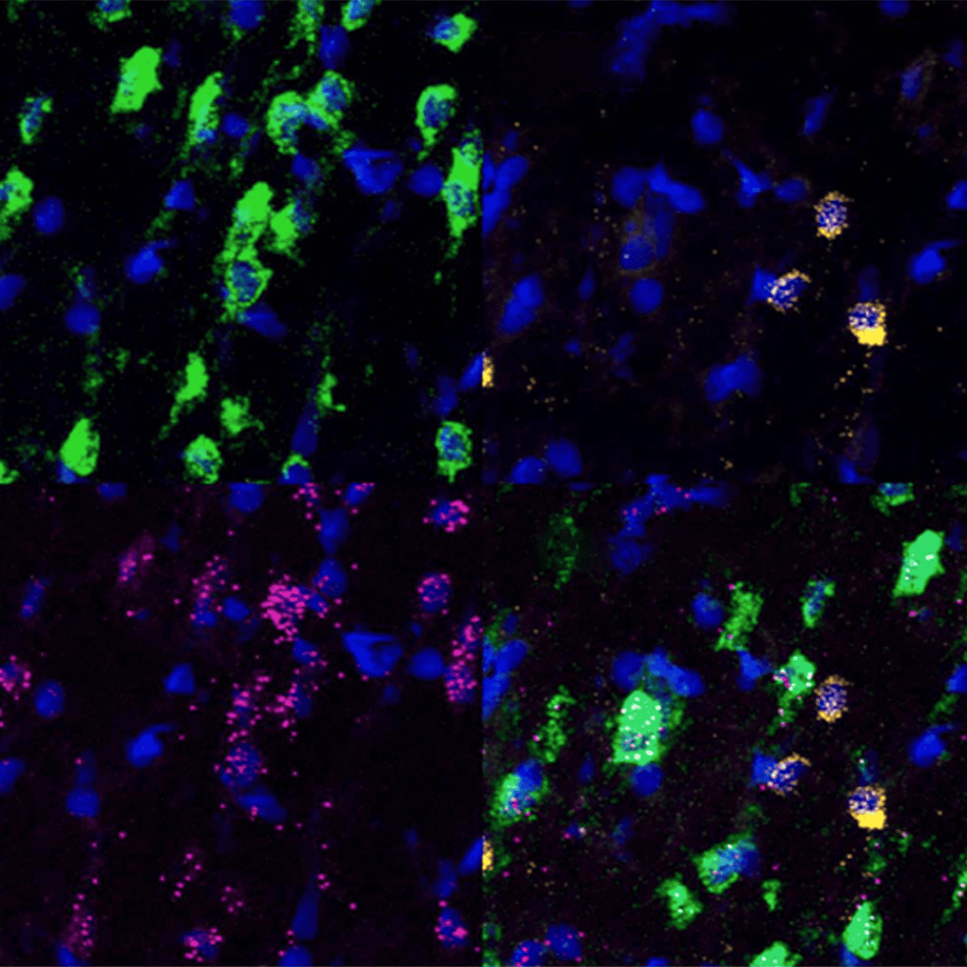 Maternal immune response dulls male rats' social radar episode artwork