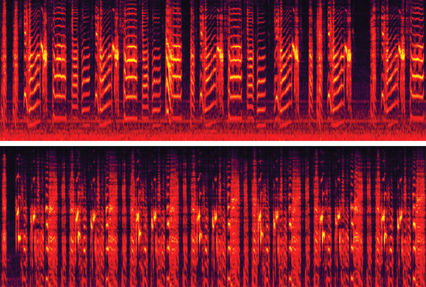 Two spectrograms of zebra finch songs.