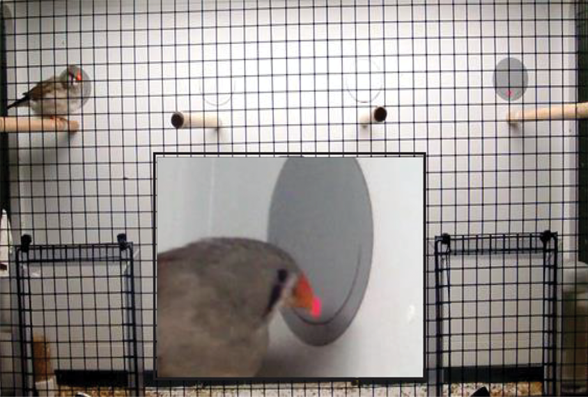 A female zebra finch in a cage.