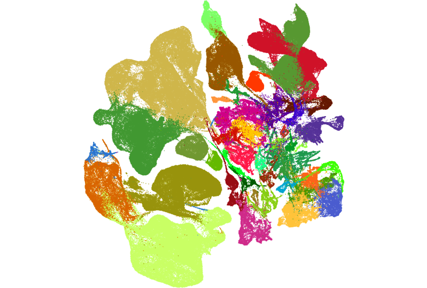 Research image of cell types in the mouse brain.