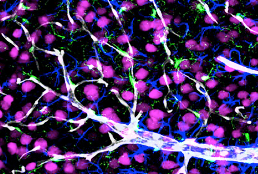 Research image of the blood-brain barrier.