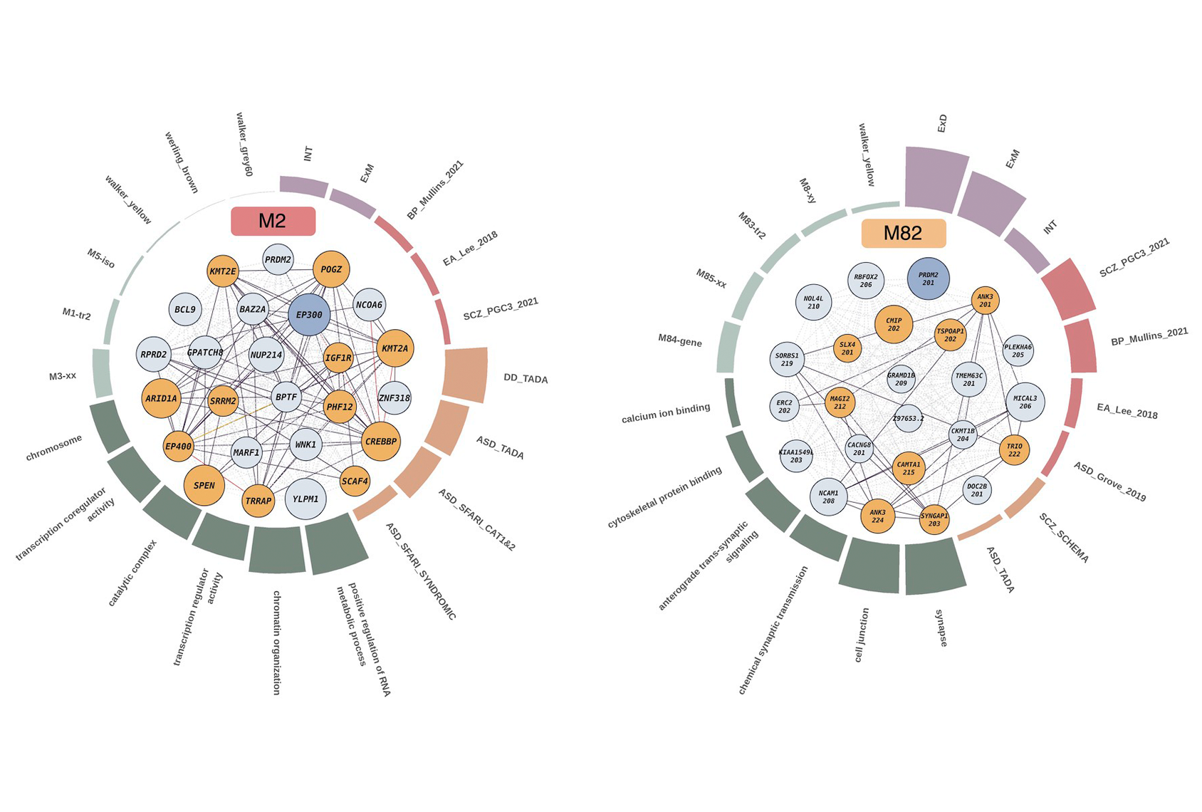 Research diagram of gene clusters.