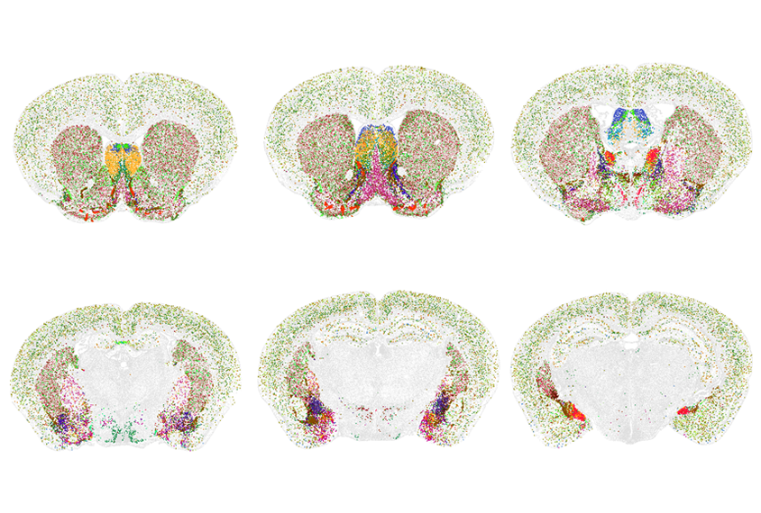 Six cross-sections of mouse brains.