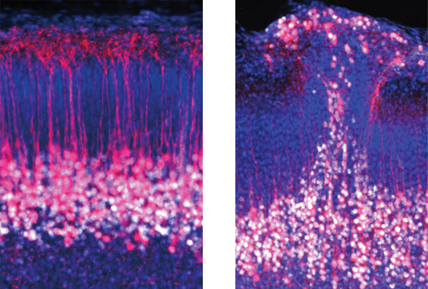 Research image of cortical structures in mice.