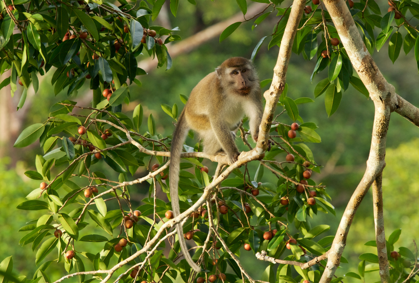 Long-tailed macaque in the canopy of a fruiting strangler fig tree, surrounded by ripening figs. Gunung Palung National Park, Borneo.