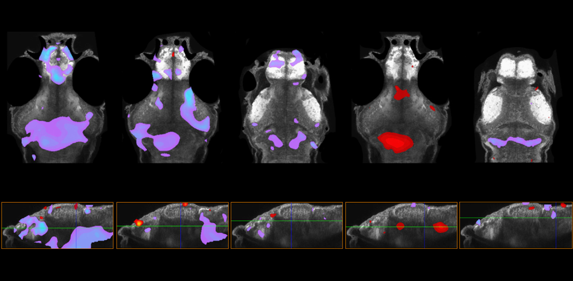 Research image of zebrafish forebrains.