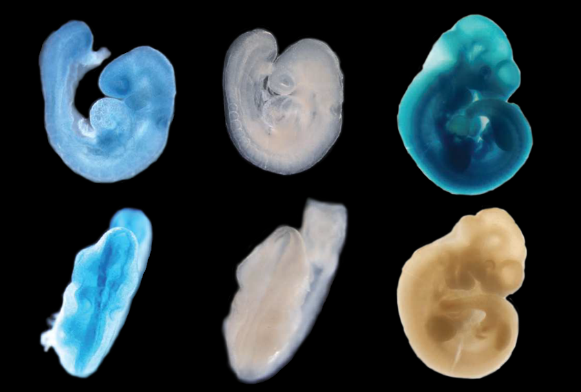 Research image of developing mouse embryos.