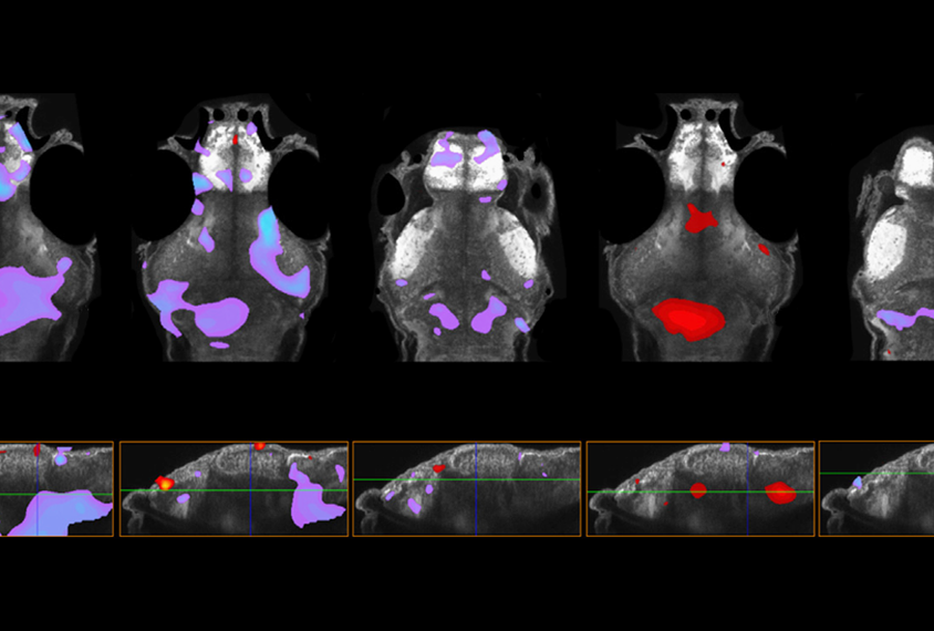 Research image of zebrafish forebrains.