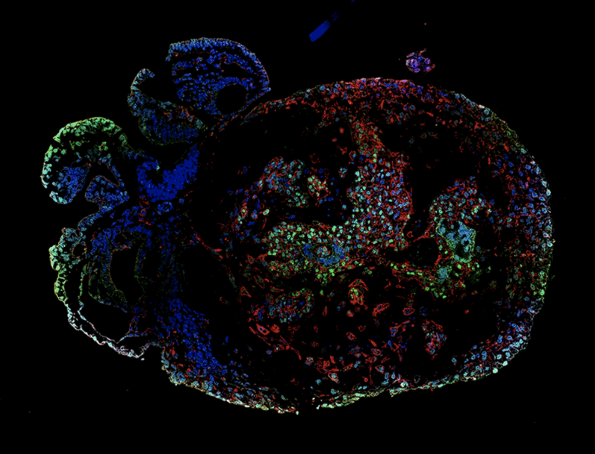 An image of a monkey embryo
