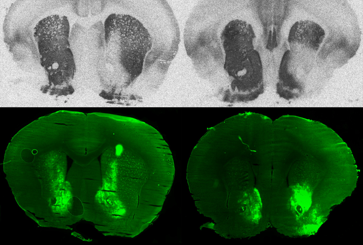 Research image of rodent brain scans.