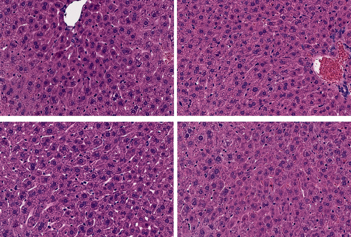 Research image of gene-edited mouse liver cells compared to controls.