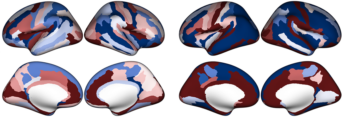 Eight brain scans showing cortex thickness in infants