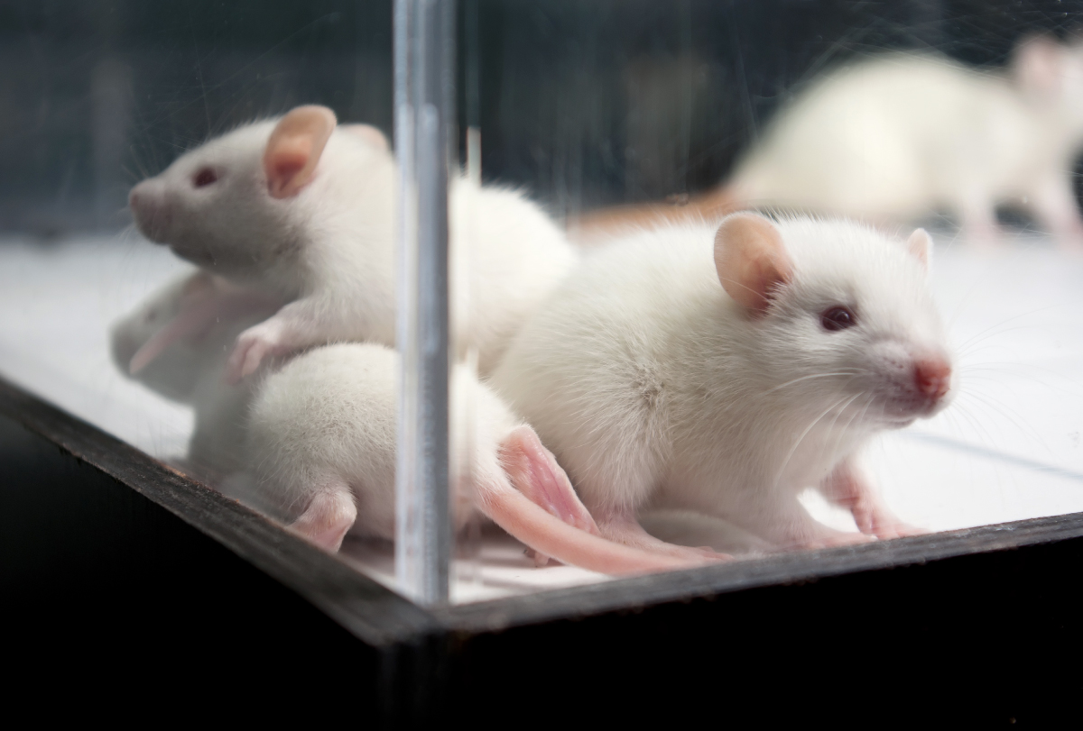 Mice socialize in an enclosure