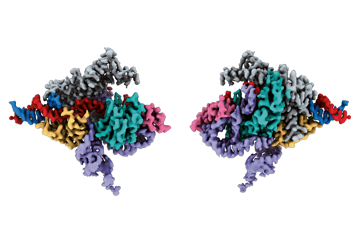 Research images of a Fanzor protein.