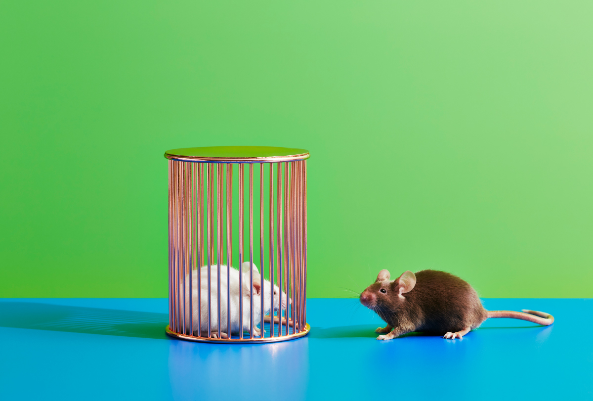 A brown mouse looks away from a white mouse in a cage to its left.