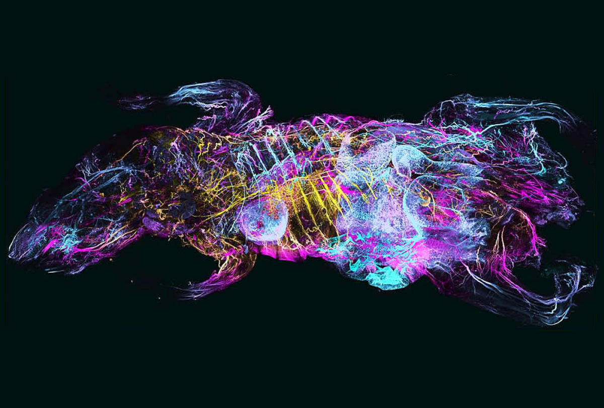 Research image of neuronal projections visualized in the body of a transparent mouse.
