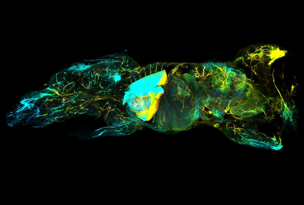 Research image of lymphatic vessels visualized in the body of a transparent mouse.