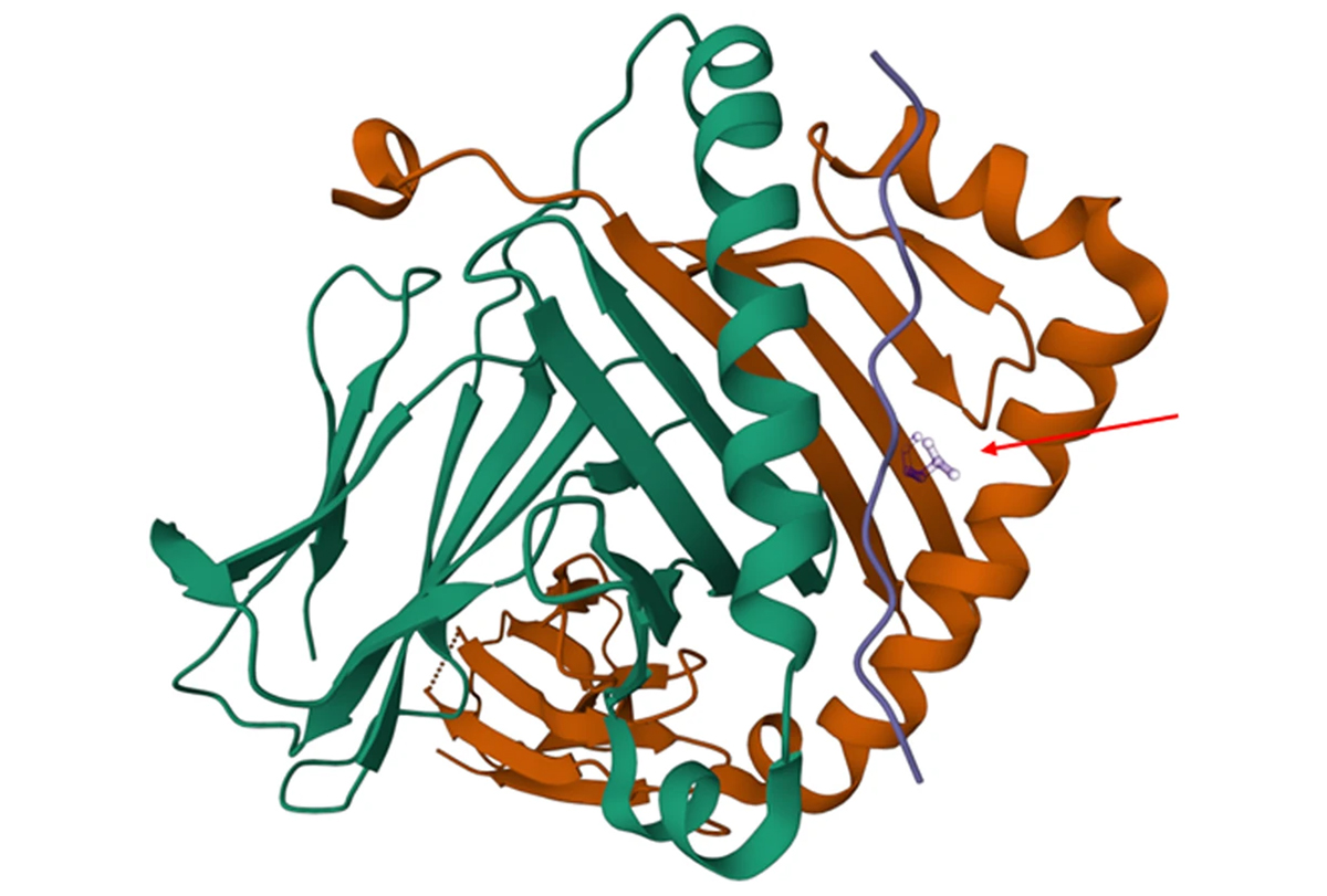A research image of a human leukocyte antigen.