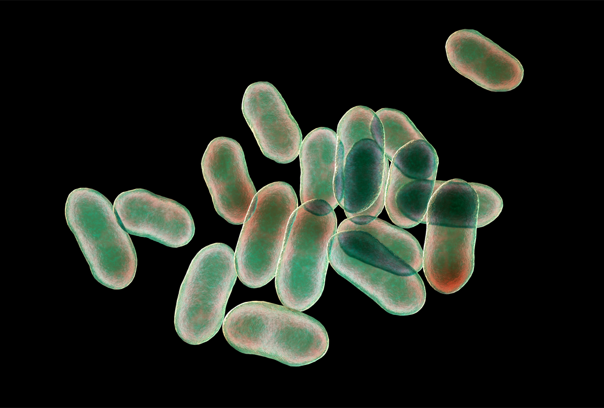 Digital illustration of Prevotella bacteria.