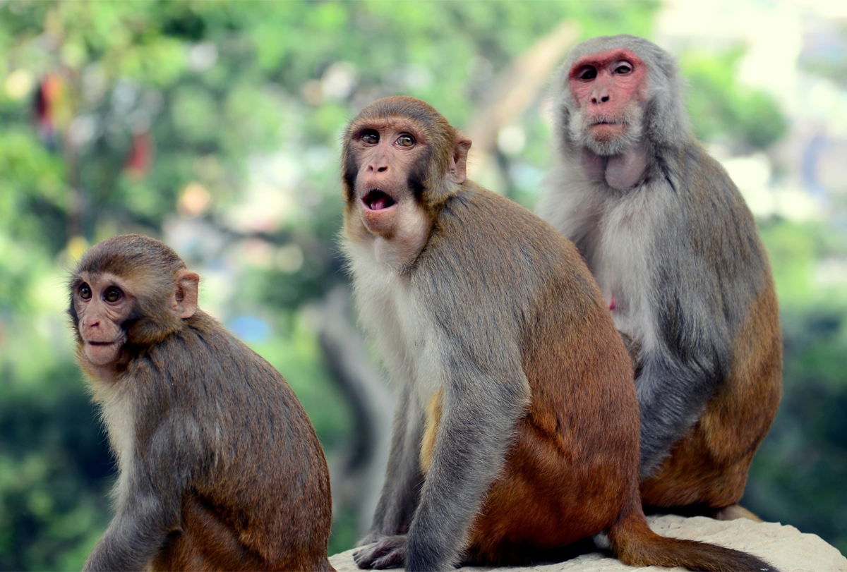 Photograph of a family of rhesus macaque monkeys.