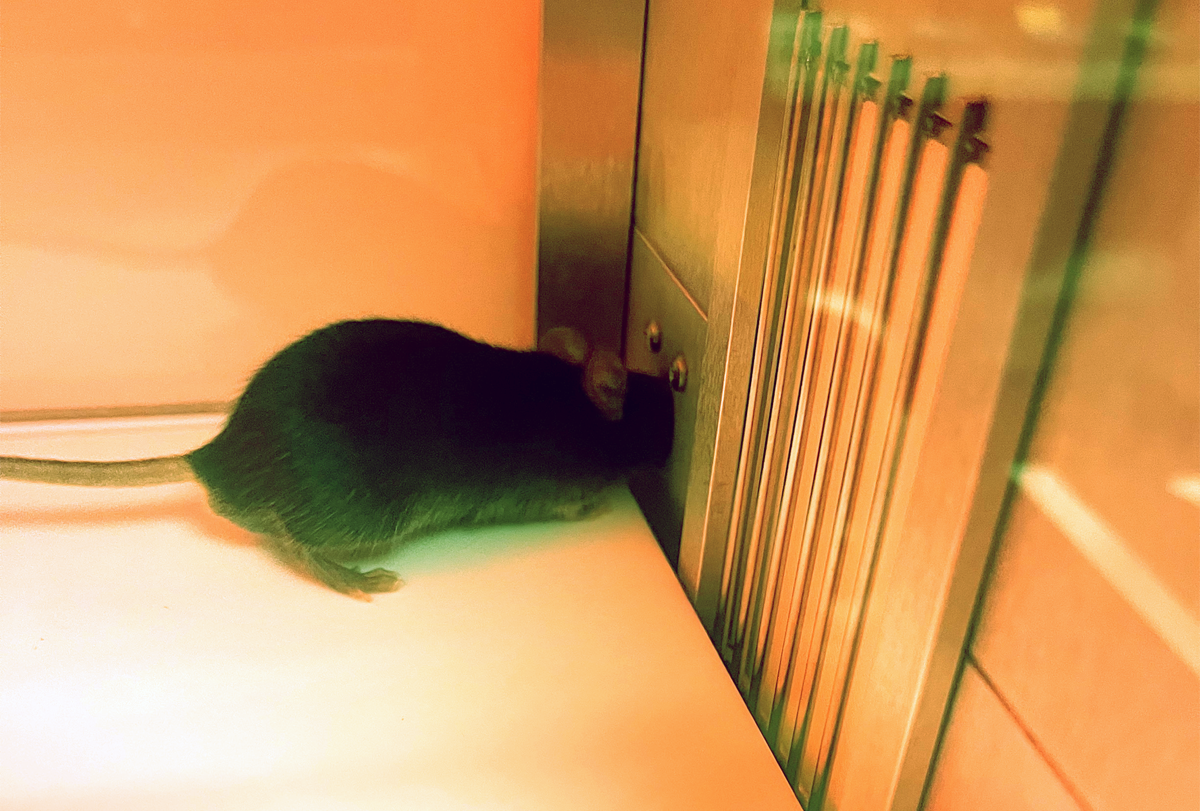 A mouse pokes its head into the nose poke hole of the assay's operant apparatus to raise the door next to it.
