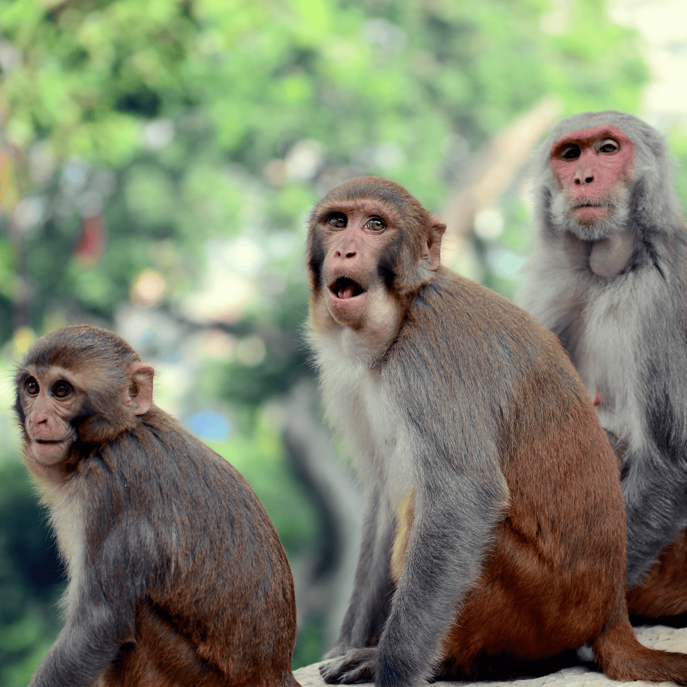 Father's genes may drive sociability in male monkeys episode artwork
